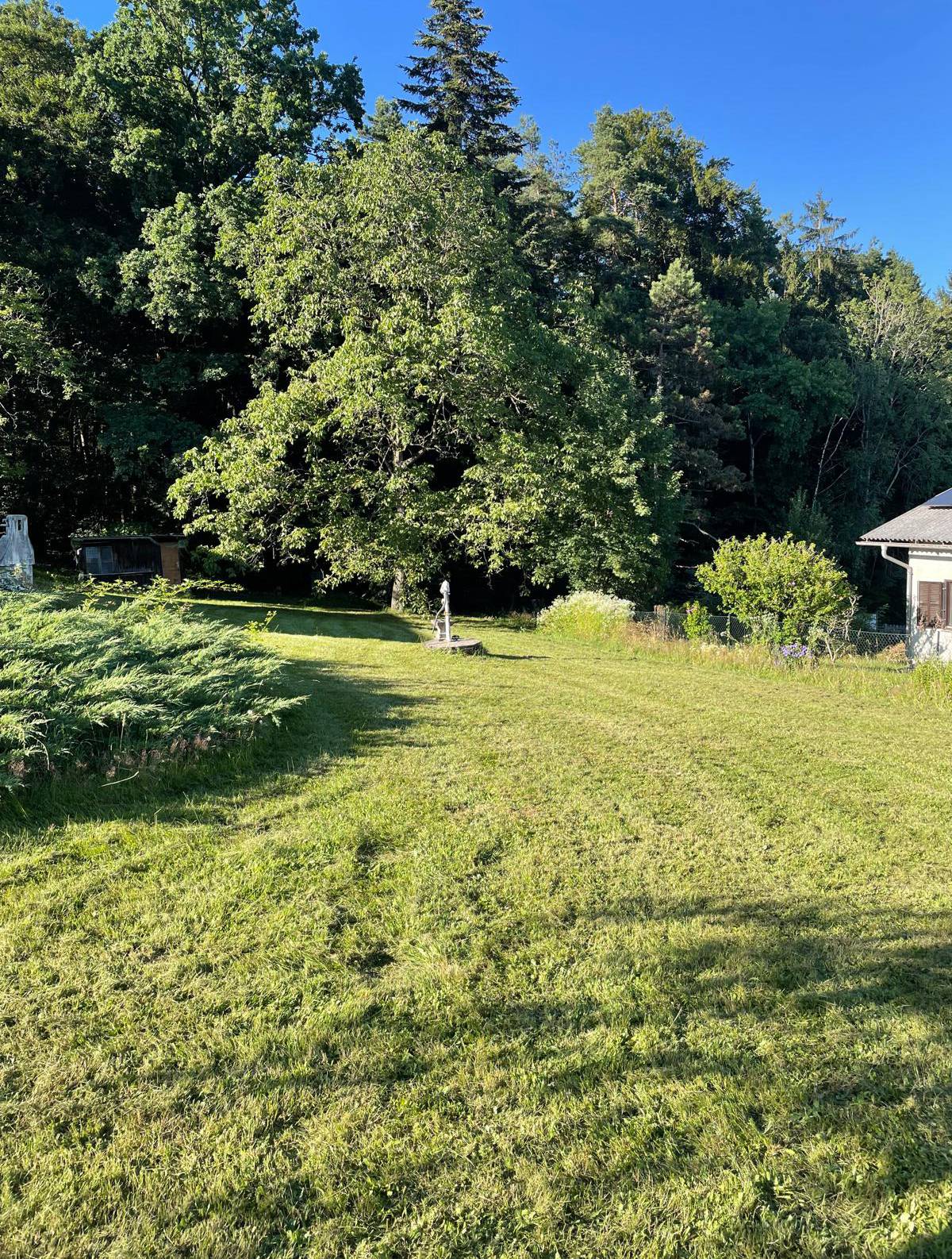 Vorher – ungepflegte Gartenfläche